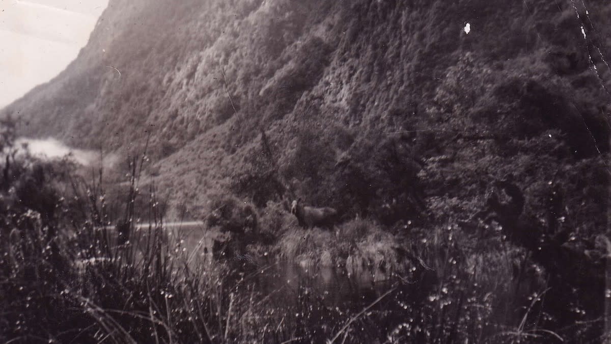 The Phantom Moose of Fiordland