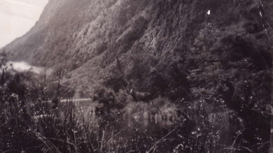 Bar Room Banter: The Phantom Moose of Fiordland