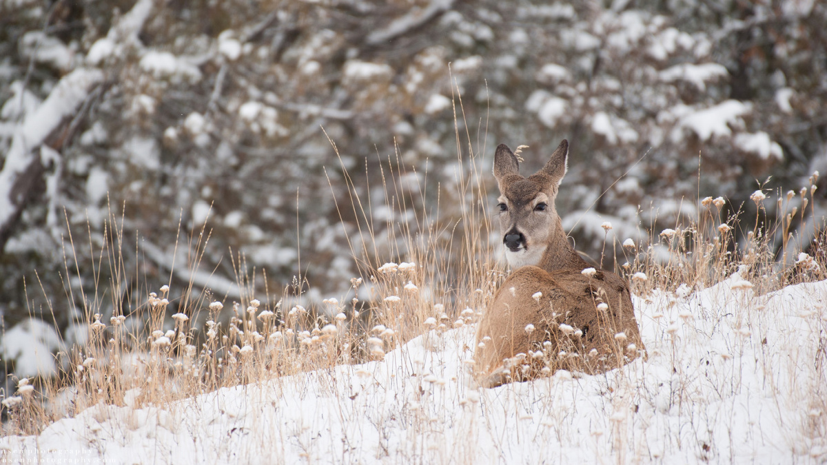 where do whitetail does sleep