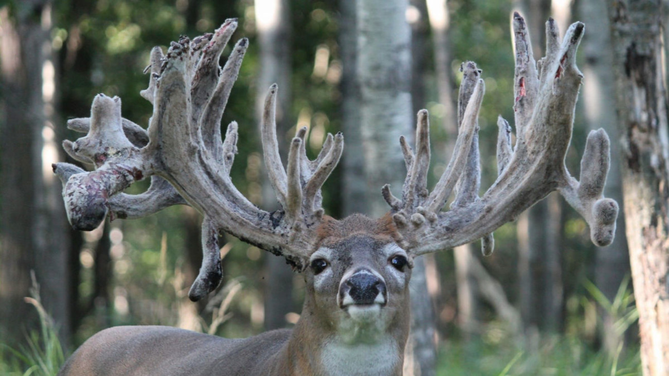 Deer Farmer Defies CWD Law, Faces Potential Jail Time