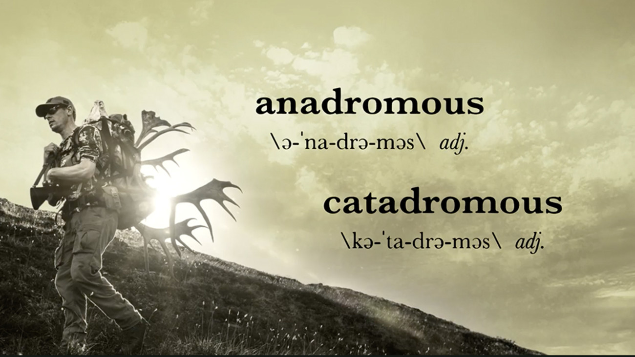 MeatEater Glossary: Anadromous and Catadromous