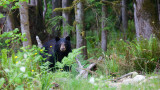 Spring Bear Hunting Season Shut Down Again in Washington State