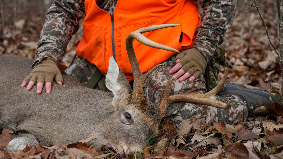 How to Hunt around Pressure from Deer-Dog Hunting