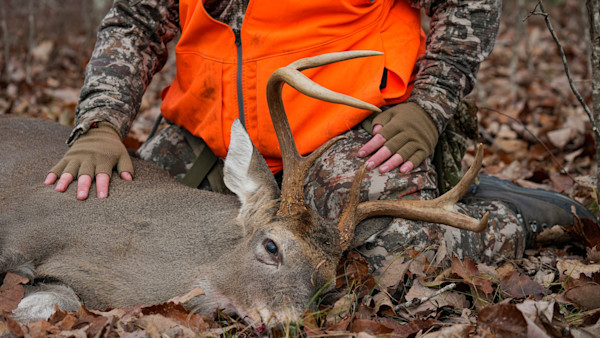 How to Hunt around Pressure from Deer-Dog Hunting
