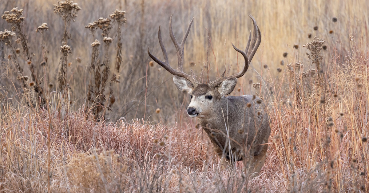 Can Cutting Tags Fix Montana’s Deer Problem? Can Cutting Tags Fix Montana’s Deer Problem?