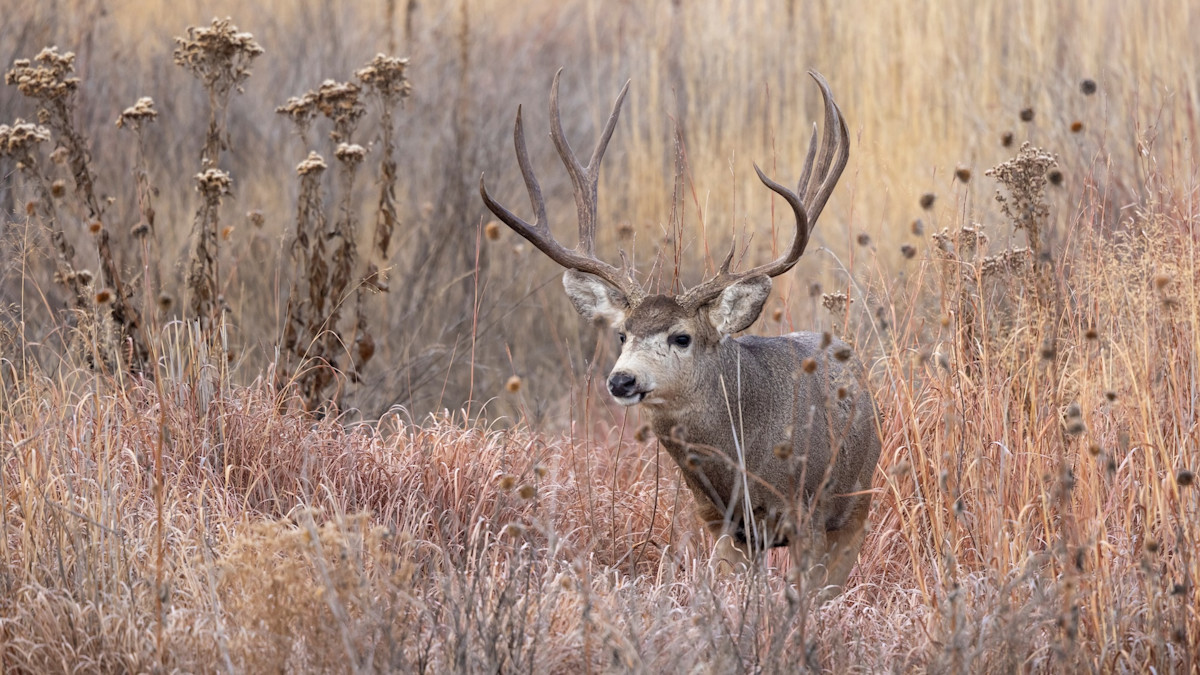 Can Cutting Tags Fix Montana’s Deer Problem? 