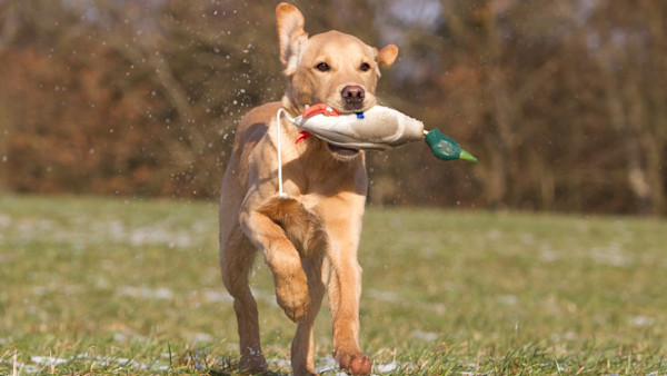 Keep it Simple When Training for Blind Retrieves