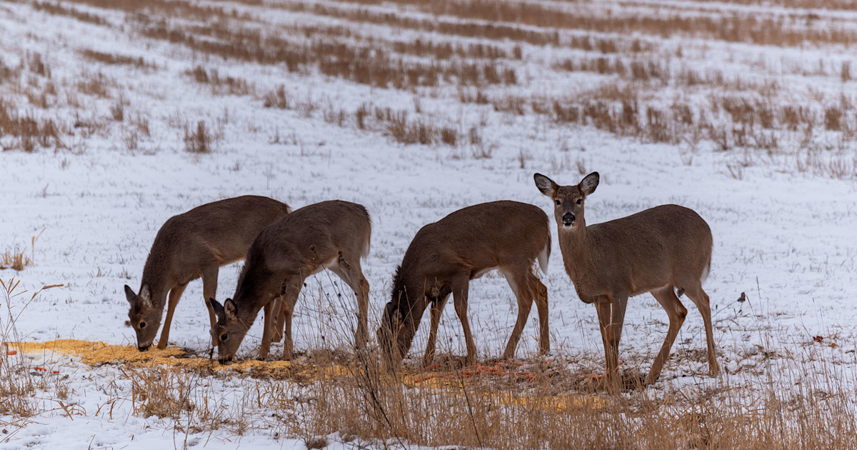 Baiting Whitetails: Misconceptions, How-to, and Risks Baiting Whitetails: Misconceptions, How-to, and Risks