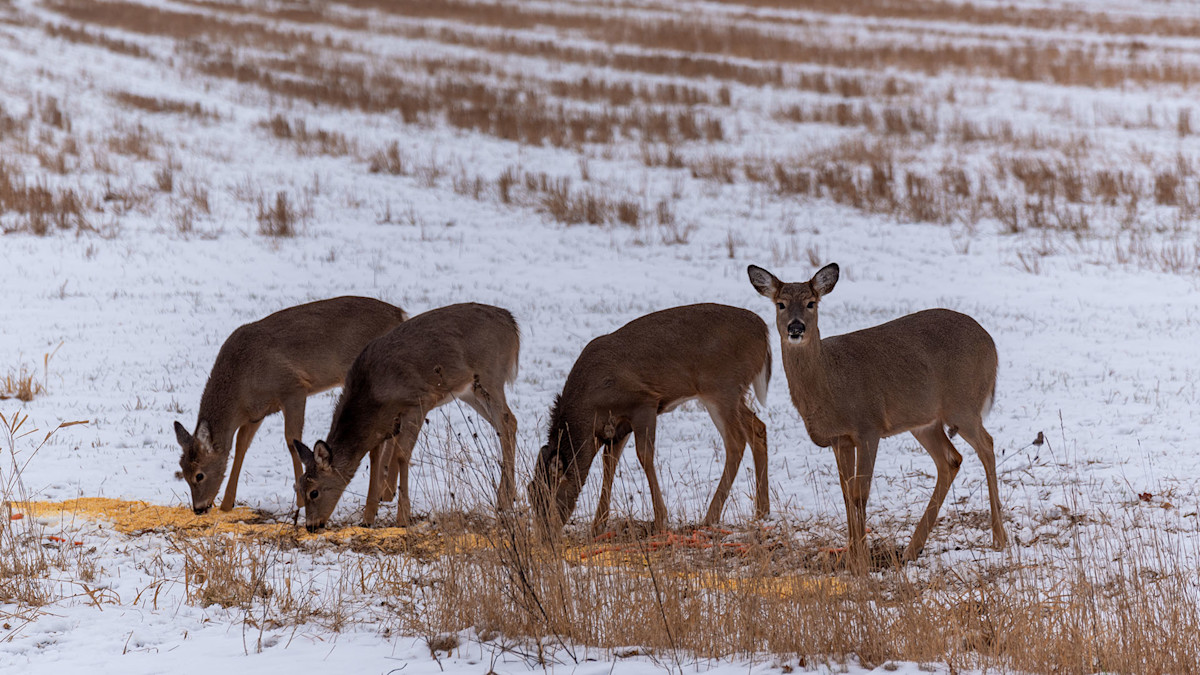 Deer Eating Corn.jpg