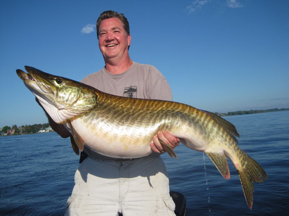 Potential World Record Muskie Caught and Released in Minnesota
