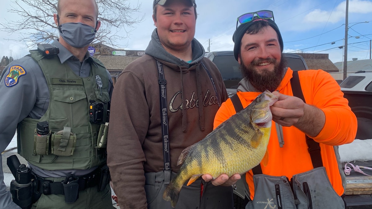 Biggest Perch Caught