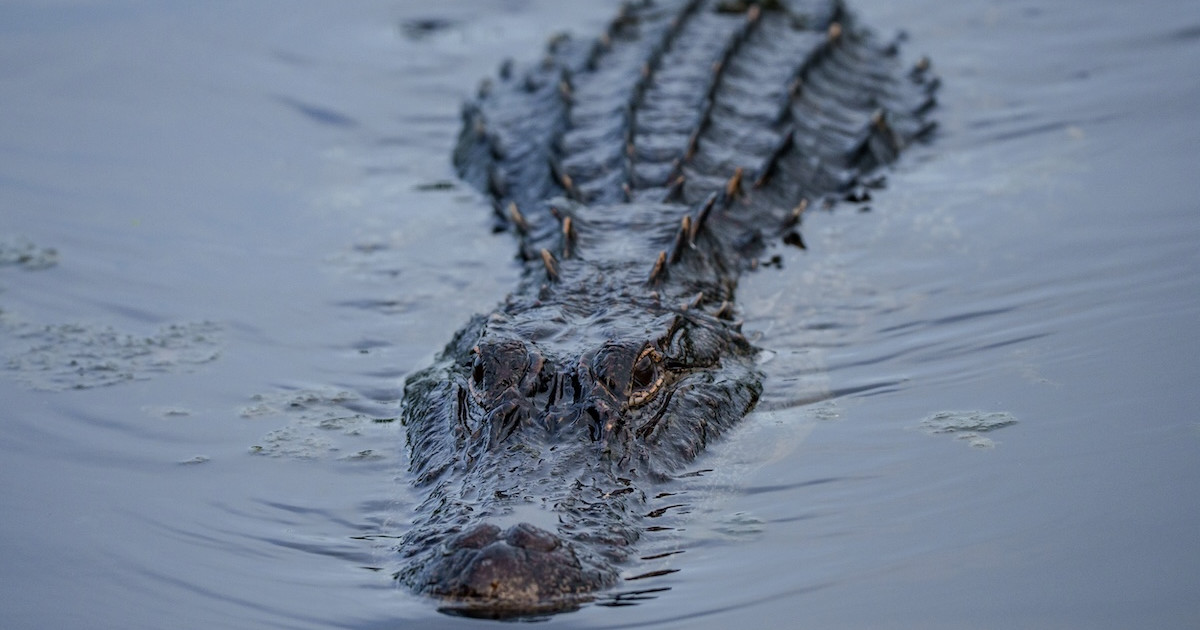 Fatal Attack in Florida Leads to Officials Trapping Two Alligators Fatal Attack in Florida Leads to Officials Trapping Two Alligators
