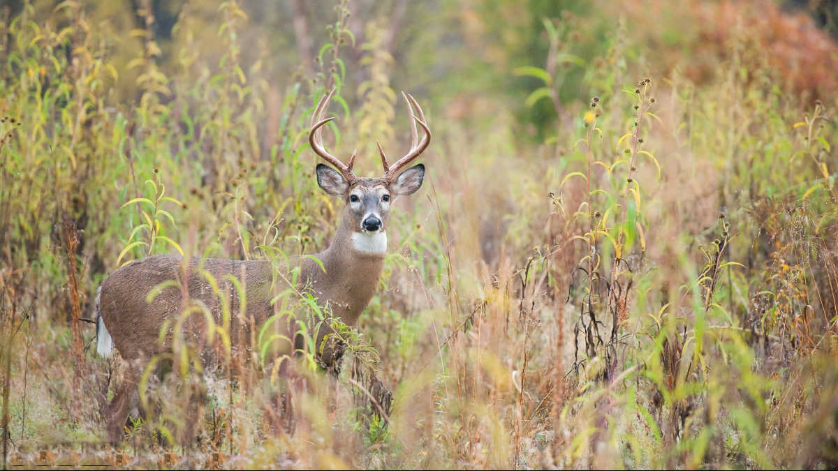 How to Kill a Buck at Midday in October