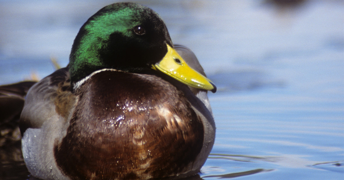 A Species Profile on Mallards | MeatEater Hunting