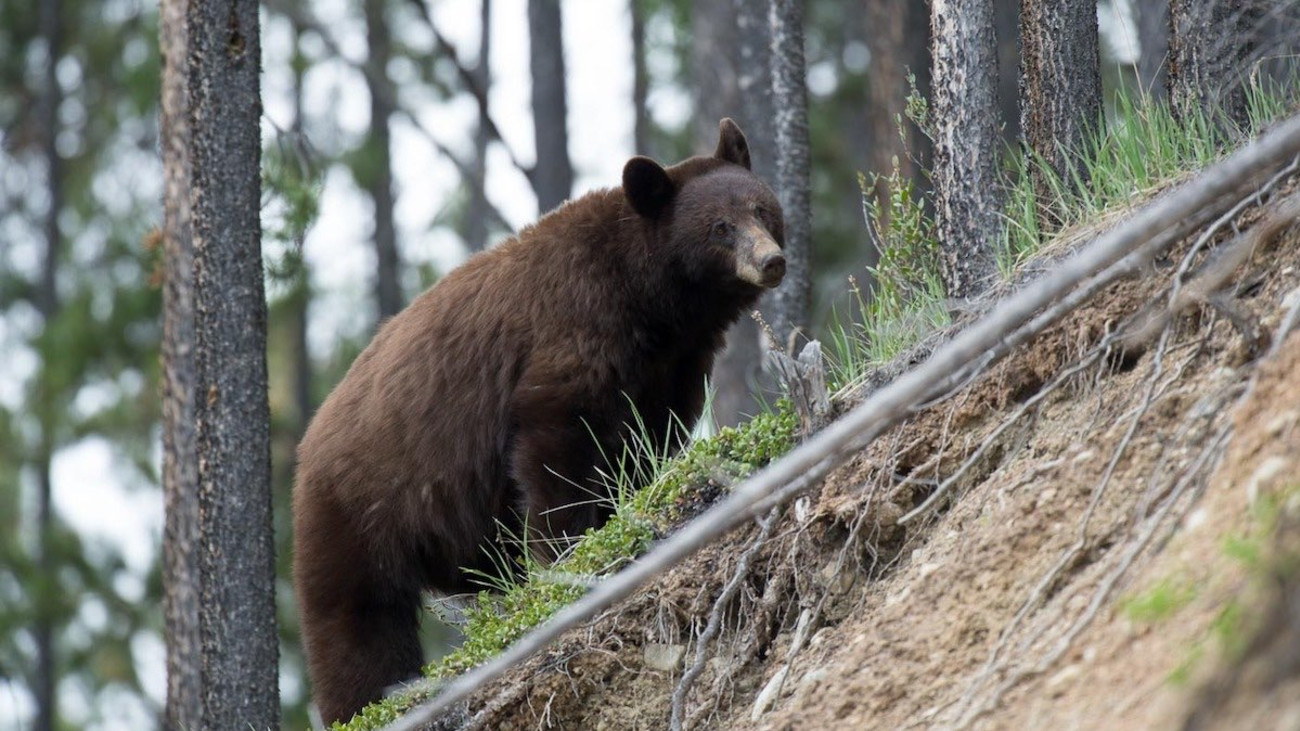 New Legislation Could Ban Bear Hunting in California Forever
