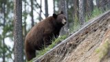 New Legislation Could Ban Bear Hunting in California Forever