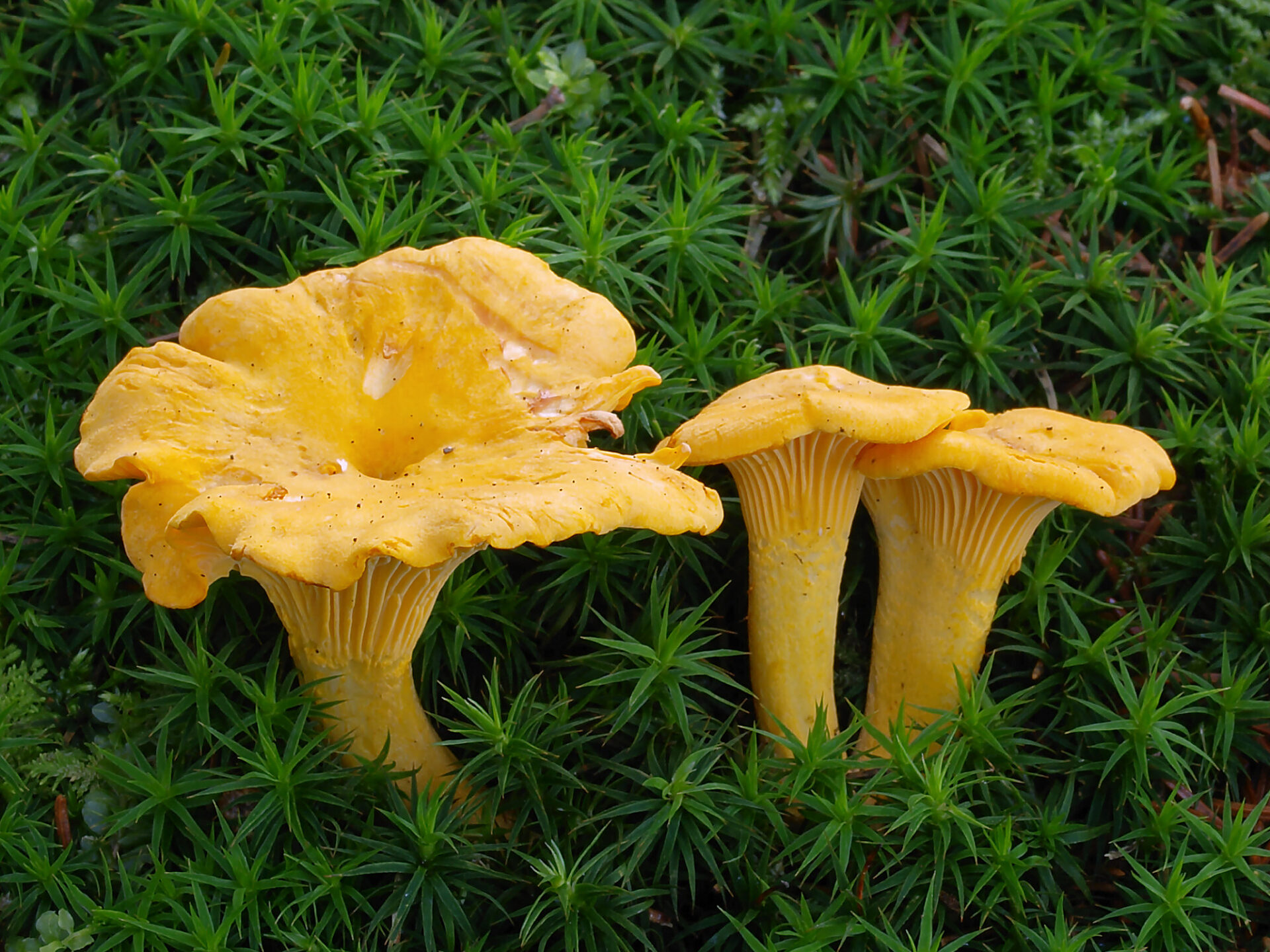 edible fall mushrooms