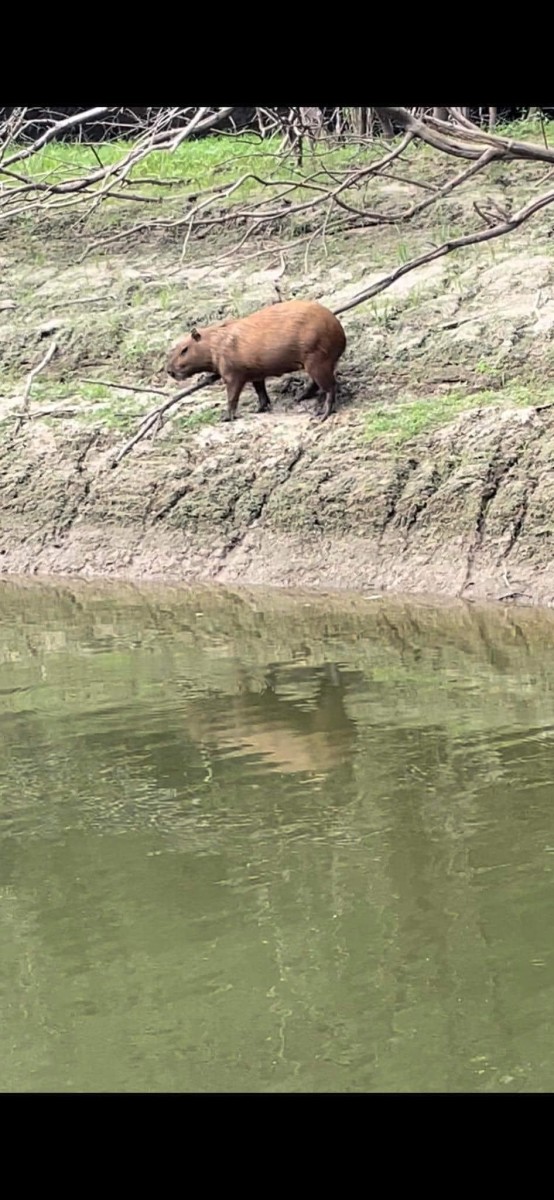 bowfisherman kills capybara (3)