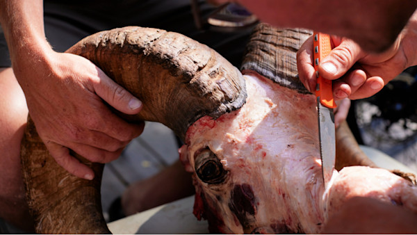 Can Domestic and Bighorn Sheep Coexist on Public Lands?