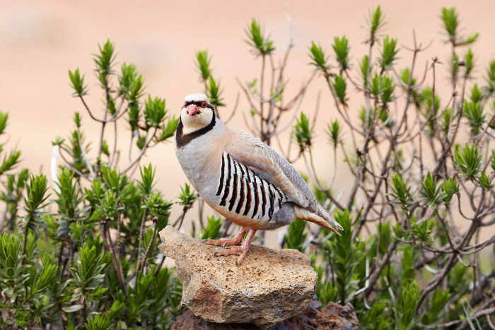 Chukar_14451504295_d3bca432e7_o_KK_Flickr