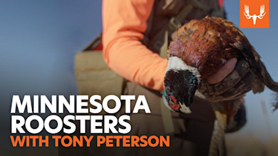 Minnesota Roosters