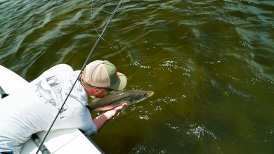 Snook Salvation: What We Stand to Lose in Florida