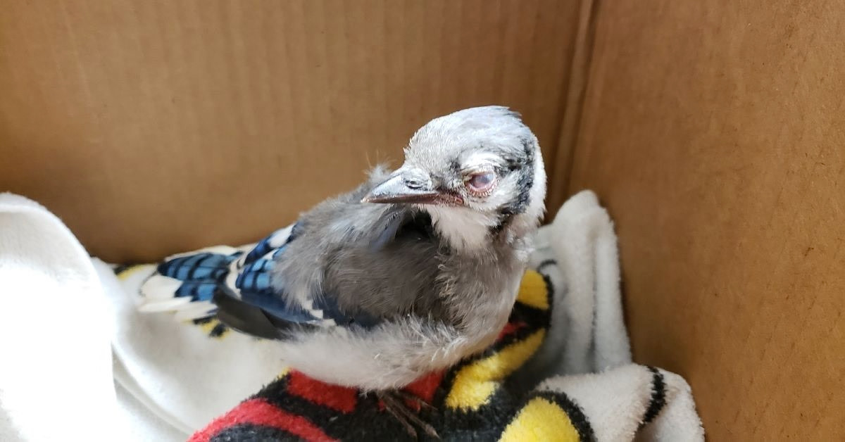 Ohio's blue jay feathers aren't really blue, here's how it tricks your eyes
