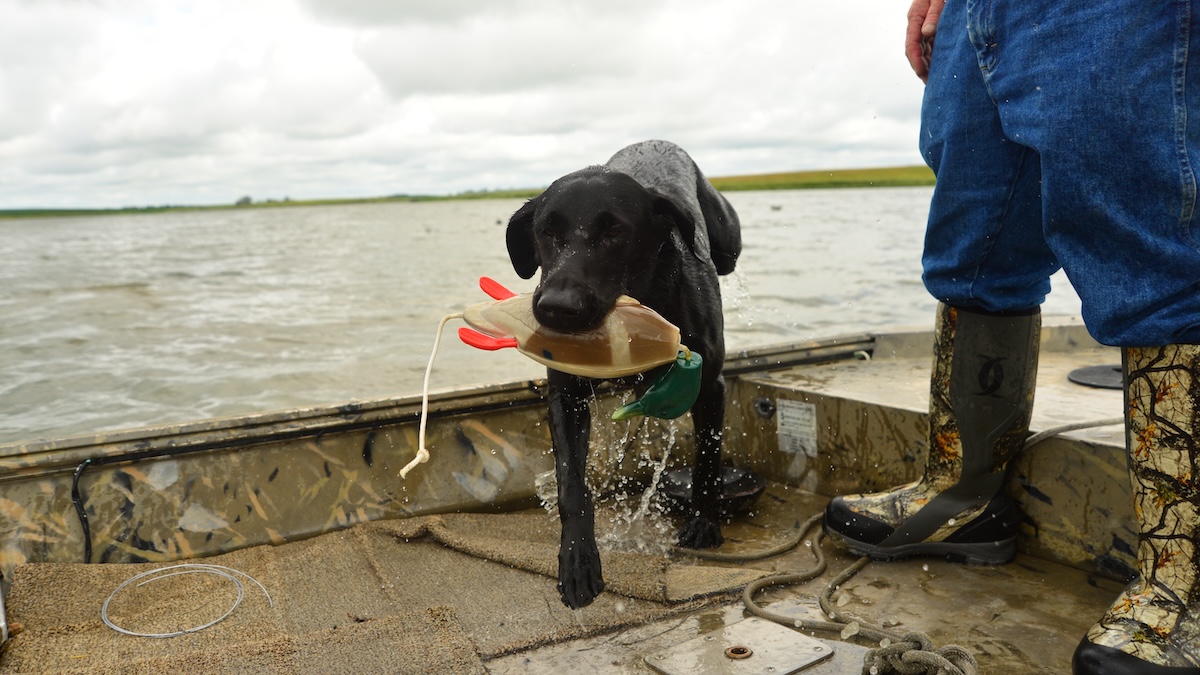 BoatDogs4