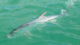 The MeatEater Guide to DIY Tarpon: Part Three, Battling the Silver King
