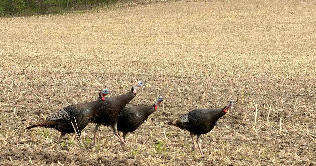 Sheriff’s Deputy Charged with Four Felonies in Wisconsin Youth Turkey Hunt Shooting Incident Sheriff’s Deputy Charged with Four Felonies in Wisconsin Youth Turkey Hunt Shooting Incident