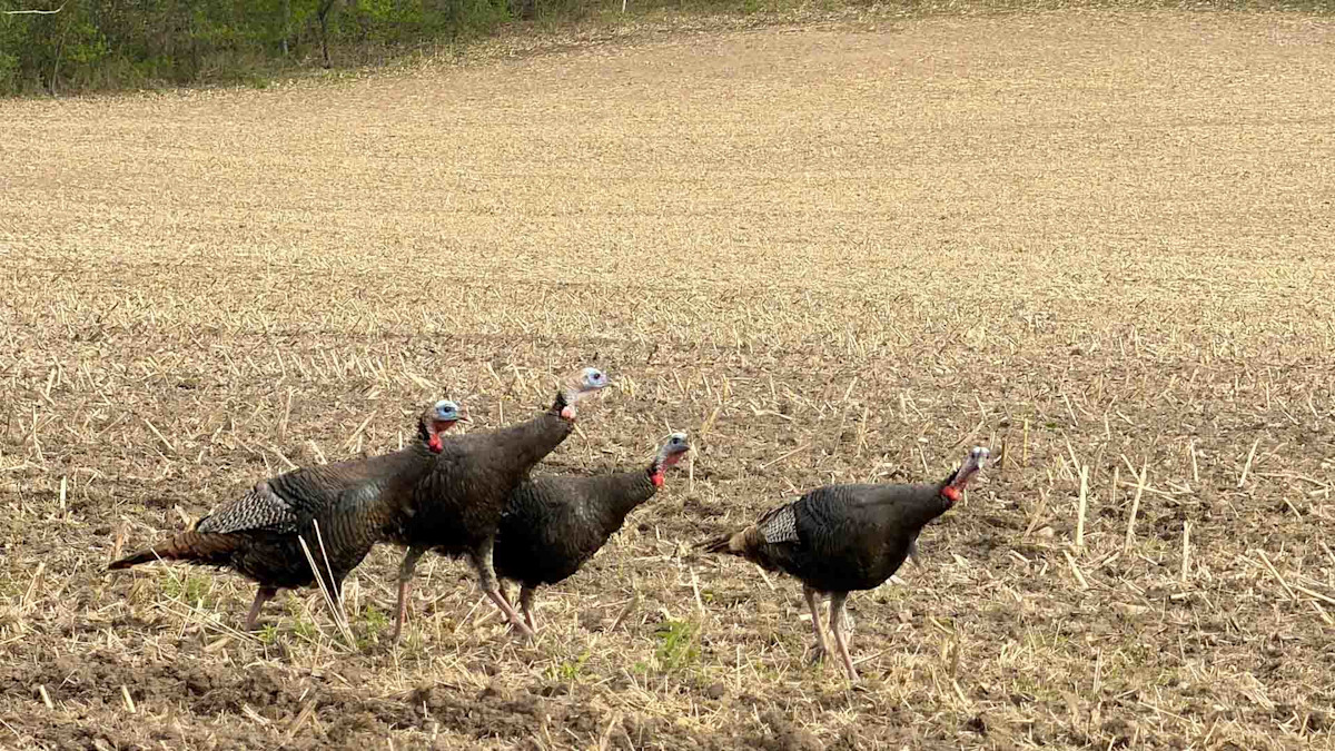 TurkeyMentorCharged1ME-2.jpg