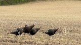 TurkeyMentorCharged1ME-2.jpg
