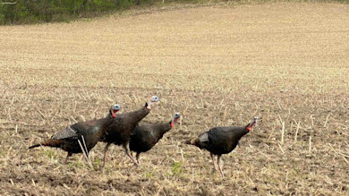 TurkeyMentorCharged1ME-2.jpg