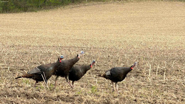 TurkeyMentorCharged1ME-2.jpg