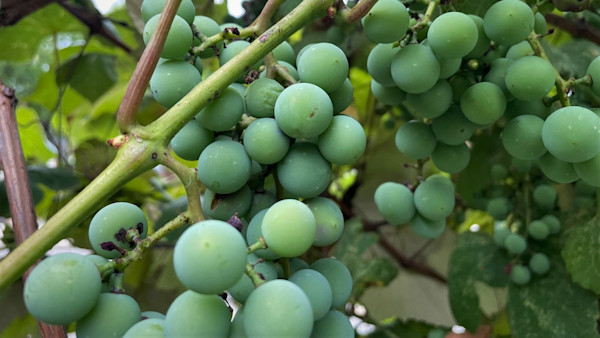 How to Grow Grapes
