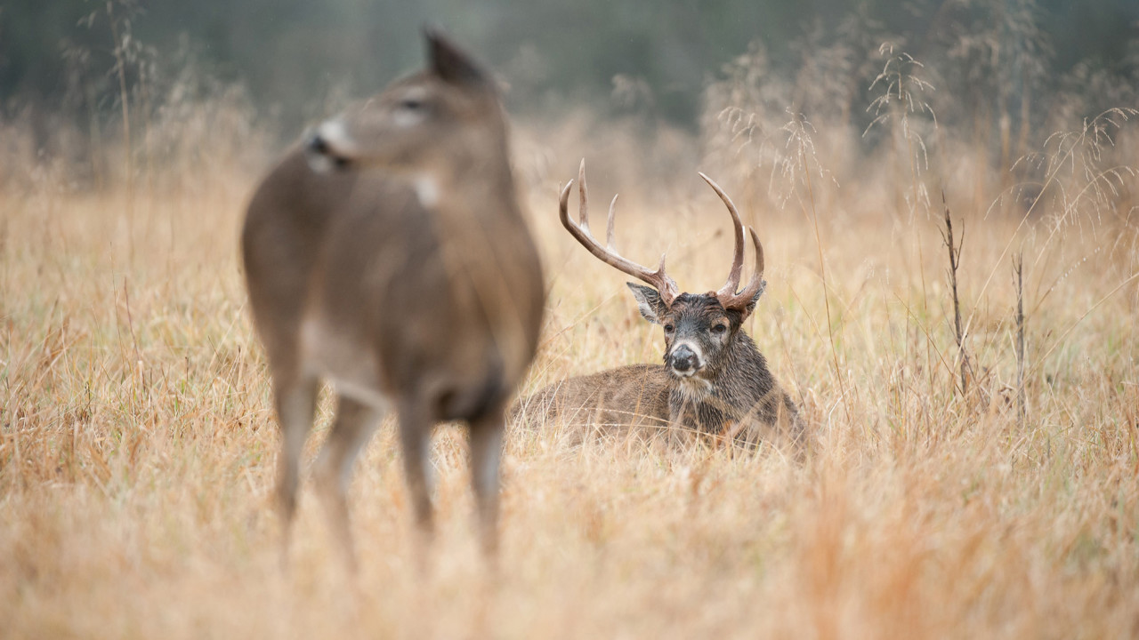 This Is The Insider Gear To Get You Rut Ready! - North American Whitetail