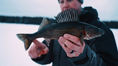 Willow Stick Walleyes