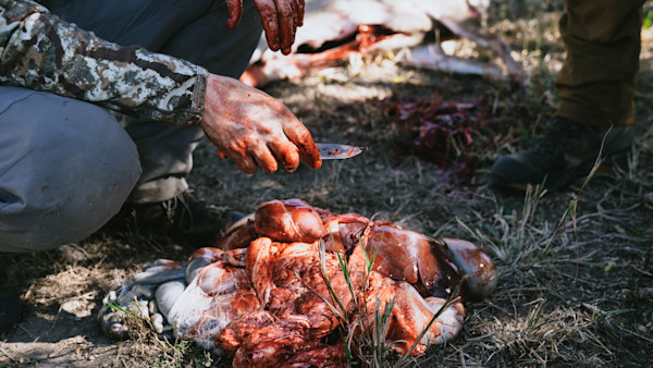 5 Organs You Should Save From Deer