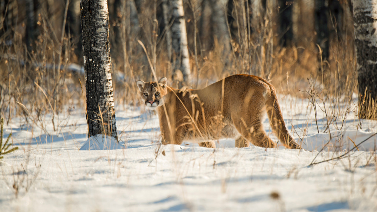 Study Shows Mountain Lions Have Unexpected Predator