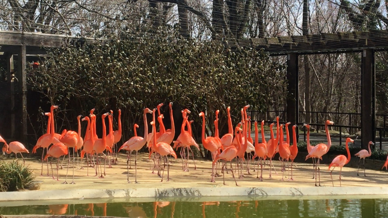 Wild Animal Kills Flamingo Flock at Famous American Zoo