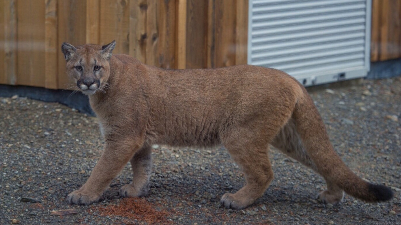 Mom Saves Son From Cougar Attack in Backyard