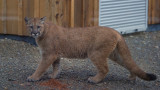 Mom Saves Son From Cougar Attack in Backyard