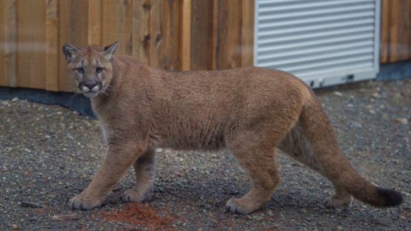 Mom Saves Son From Cougar Attack in Backyard
