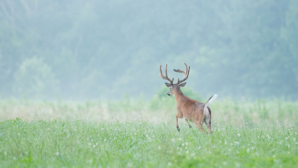 3 Reasons You Won’t Kill a Buck on Opening Day