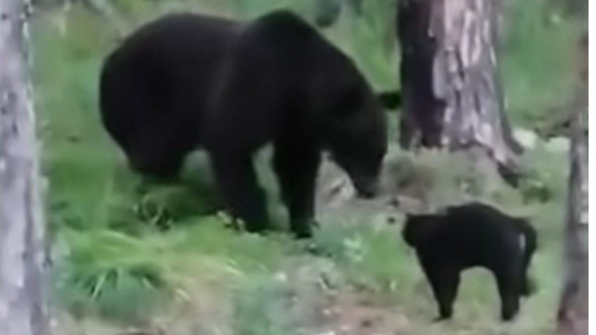 Video: House Cat Stands Down Brown Bear