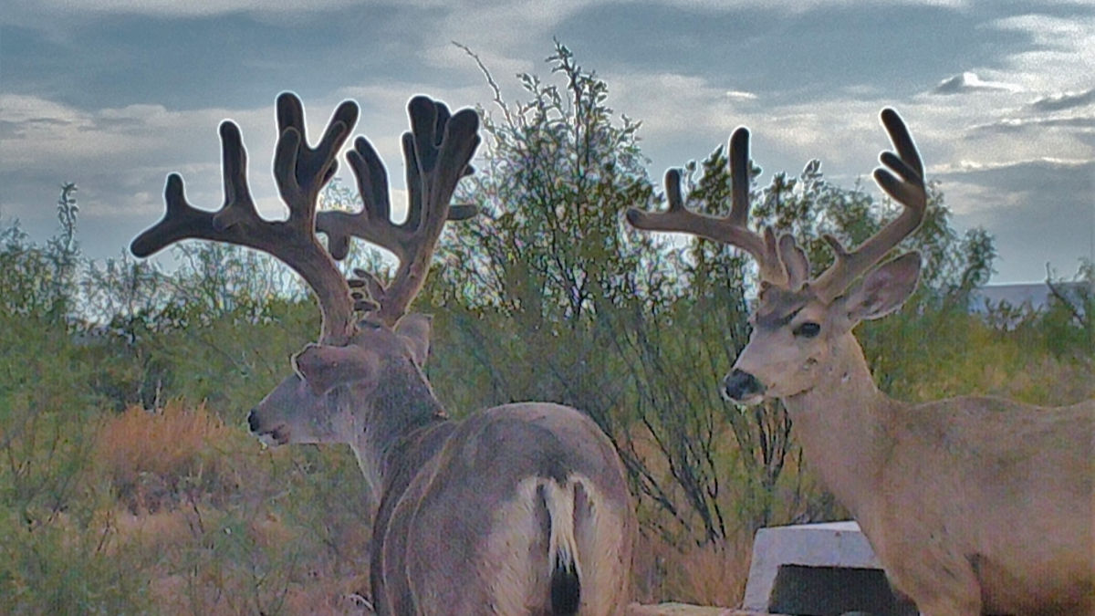 texas state record mule deer
