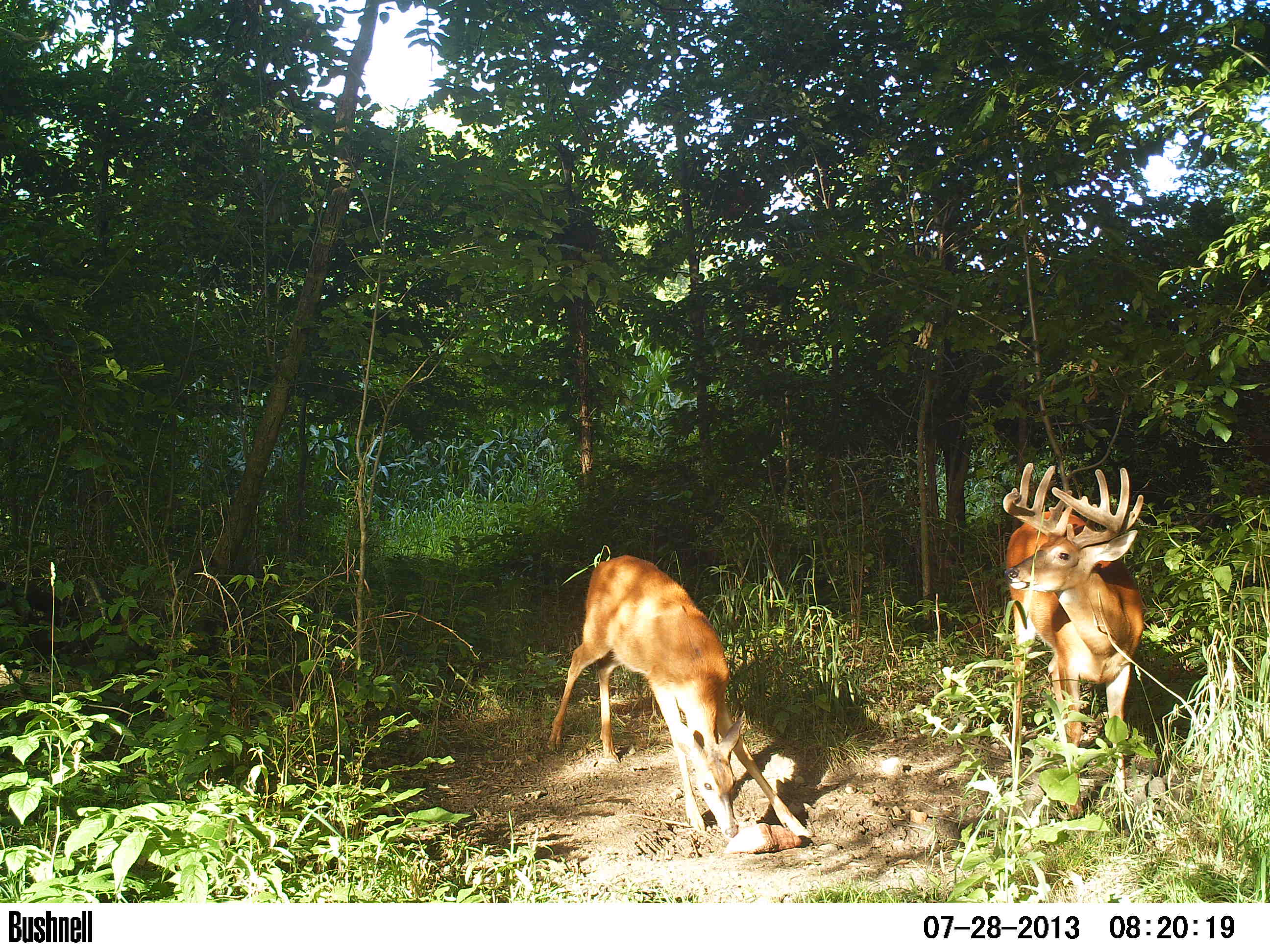 Photos: Whitetail Antler Growth Timeline