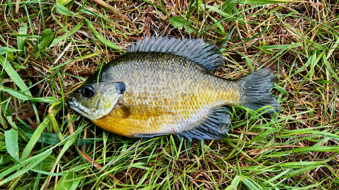 Drop and Pop Fishing for Spawning Sunfish