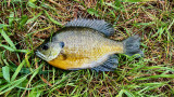 How to Catch Bluegill