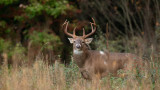 The Land Feature Too Many Deer Hunters Ignore